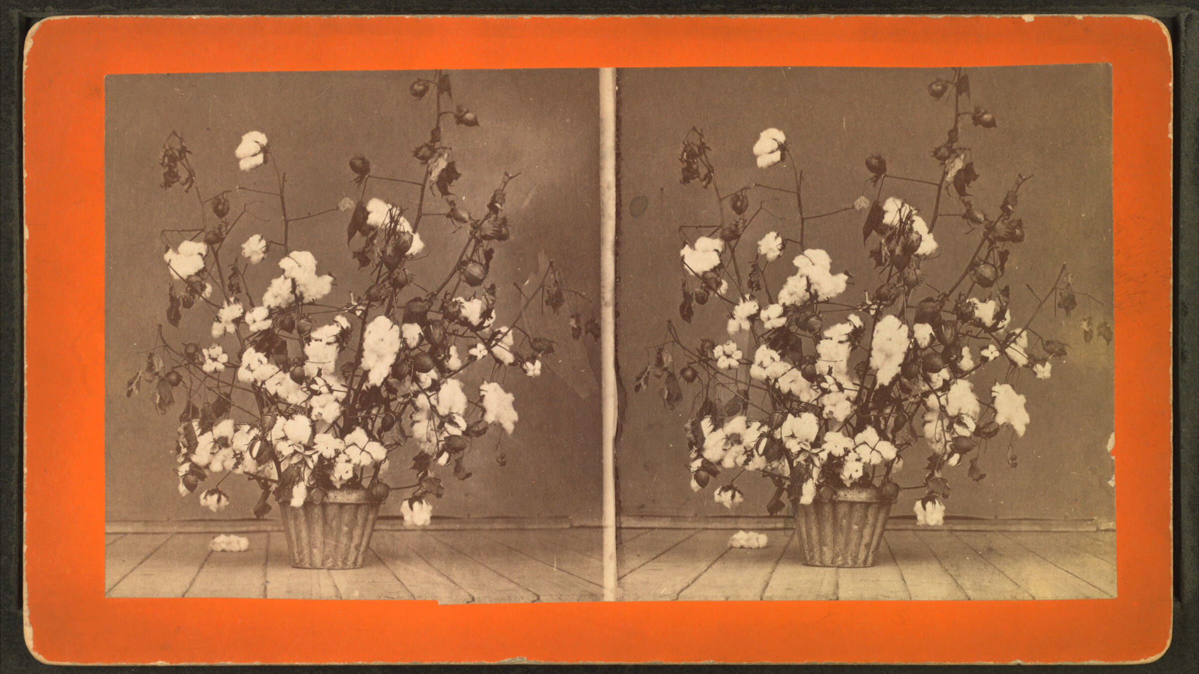 다래(솜뭉치)가 터진 목화나무